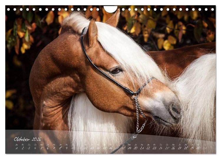 Produktbild: Haflinger-Pferde in Reinzucht (Wandkalender 2026 DIN A4 quer), CALVENDO Monatskalender