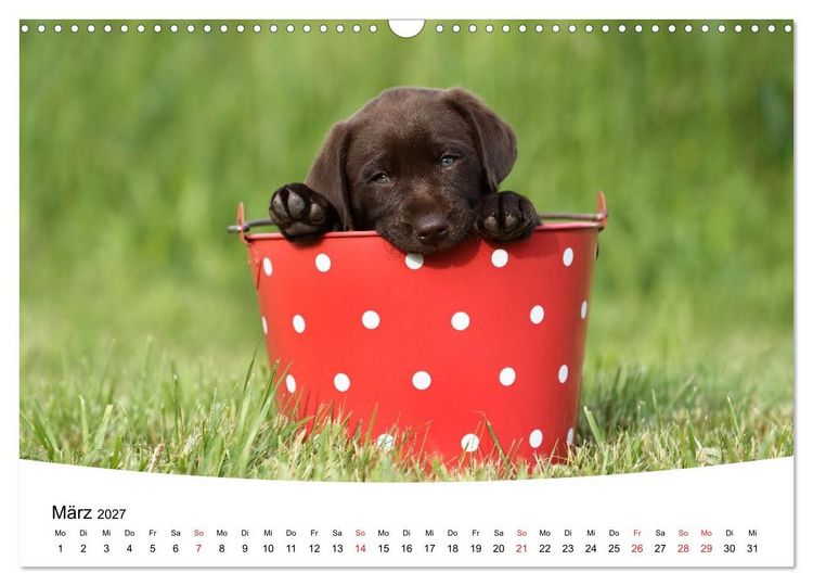 Produktbild: Labrador Welpen - Labrador Puppies (Wandkalender 2027 DIN A3 quer), CALVENDO Monatskalender