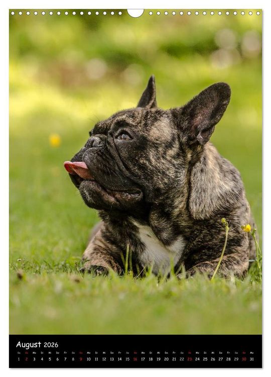 Produktbild: Franz&ouml;sische Bulldoggen - Eine Bully Liebeserk&auml;rung (Wandkalender 2026 DIN A3 hoch), CALVENDO Monatskalender