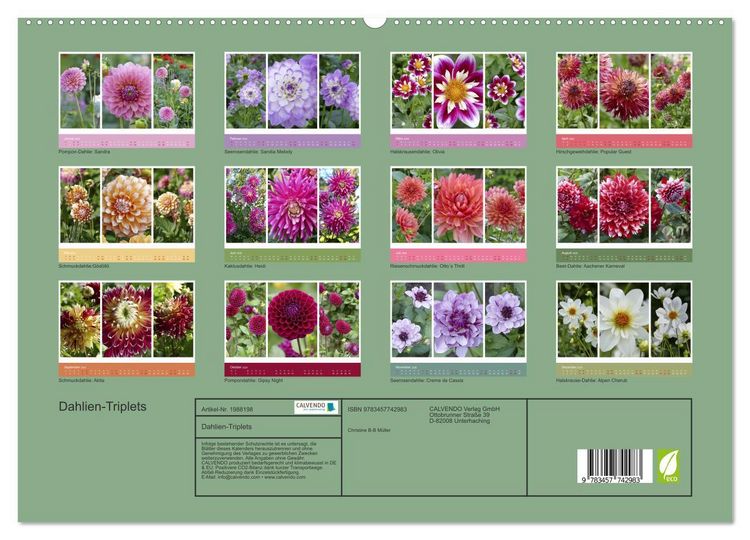 Produktbild: Dahlien-Triplets (hochwertiger Premium Wandkalender 2026 DIN A2 quer), Kunstdruck in Hochglanz