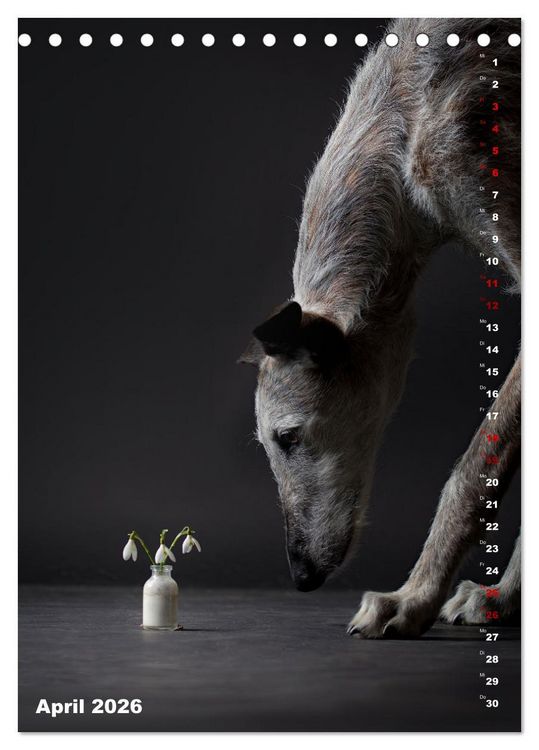 Produktbild: dogmuse deluxe (Tischkalender 2026 DIN A5 hoch), CALVENDO Monatskalender
