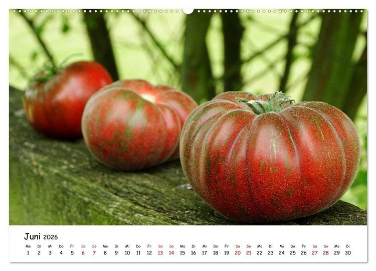 Produktbild: Tomaten Satt (hochwertiger Premium Wandkalender 2026 DIN A2 quer), Kunstdruck in Hochglanz