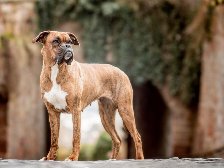 Produktbild: Chili (Boxer) (Puzzle)