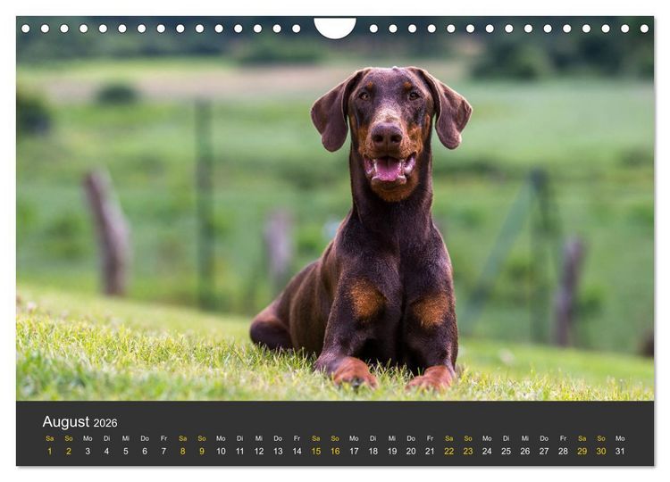 Produktbild: Dobermann 2026 (Wandkalender 2026 DIN A4 quer), CALVENDO Monatskalender