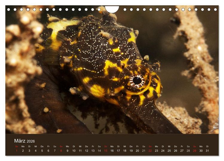 Produktbild: Meerestiere unter der Lupe - Unterwasserkalender (Wandkalender 2026 DIN A4 quer), CALVENDO Monatskalender