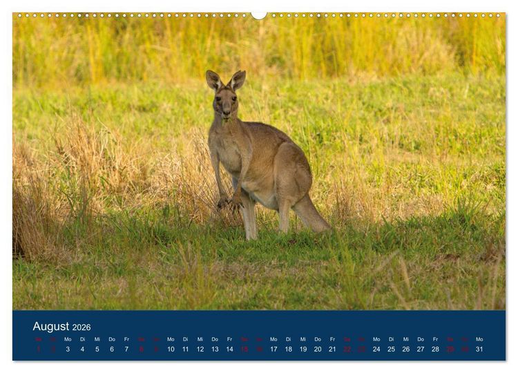 Produktbild: Freilebende K&auml;ngurus (hochwertiger Premium Wandkalender 2026 DIN A2 quer), Kunstdruck in Hochglanz