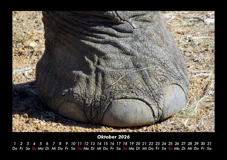 Produktbild: Elefanten 2026 Fotokalender DIN A3