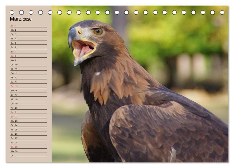 Produktbild: Der Steinadler. Majest&auml;tischer Greifvogel (Tischkalender 2026 DIN A5 quer), CALVENDO Monatskalender