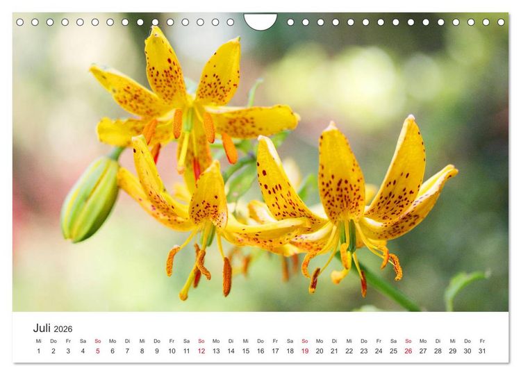 Produktbild: Feurige Lilien (Wandkalender 2026 DIN A4 quer), CALVENDO Monatskalender
