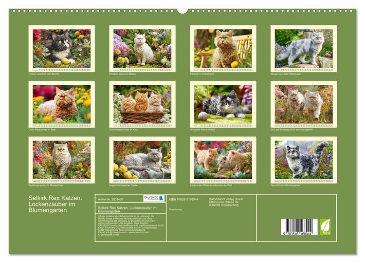 Produktbild: Selkirk Rex Katzen. Lockenzauber im Blumengarten (hochwertiger Premium Wandkalender 2026 DIN A2 quer), Kunstdruck in Hochglanz