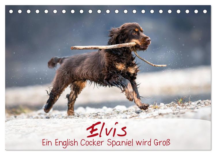 Produktbild: Elvis ein Engl. Cocker Spaniel wird Gro&szlig; (Tischkalender 2026 DIN A5 quer), CALVENDO Monatskalender