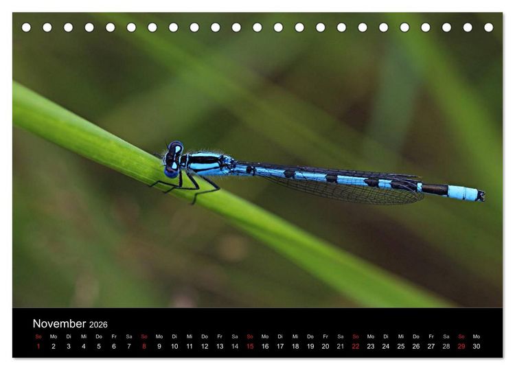 Produktbild: Makro-Kalender 2026 (Tischkalender 2026 DIN A5 quer), CALVENDO Monatskalender