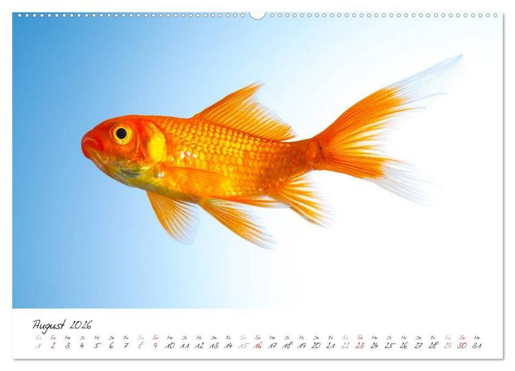 Produktbild: Goldy - mein Goldfisch (hochwertiger Premium Wandkalender 2026 DIN A2 quer), Kunstdruck in Hochglanz