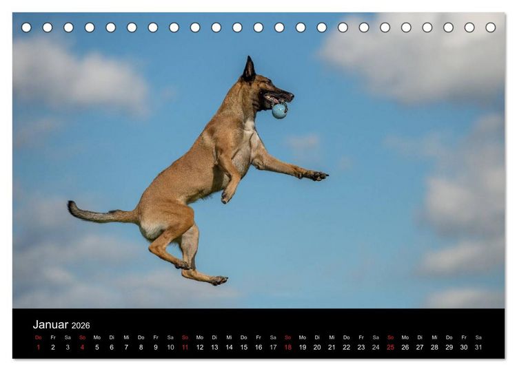 Produktbild: Belgischer Sch&auml;ferhund - Der Malinois in Action (Tischkalender 2026 DIN A5 quer), CALVENDO Monatskalender