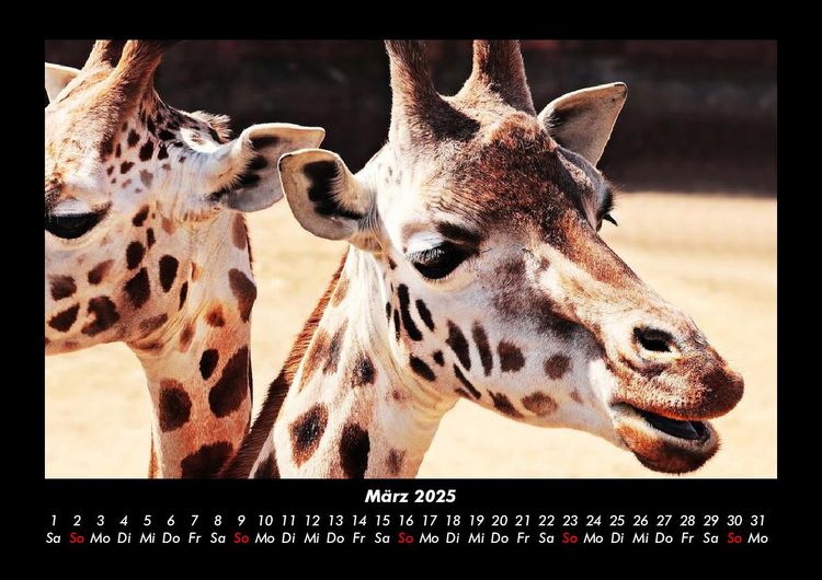 Produktbild: Giraffen 2025 Fotokalender DIN A3