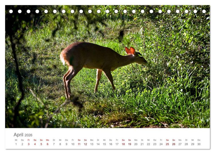 Produktbild: Faszinierendes Argentinien (Tischkalender 2026 DIN A5 quer), CALVENDO Monatskalender