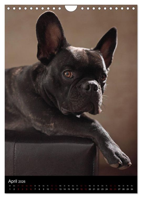 Produktbild: Bullys mit Charme - Franz&ouml;sische Bulldoggen im Portrait (Wandkalender 2026 DIN A4 hoch), CALVENDO Monatskalender