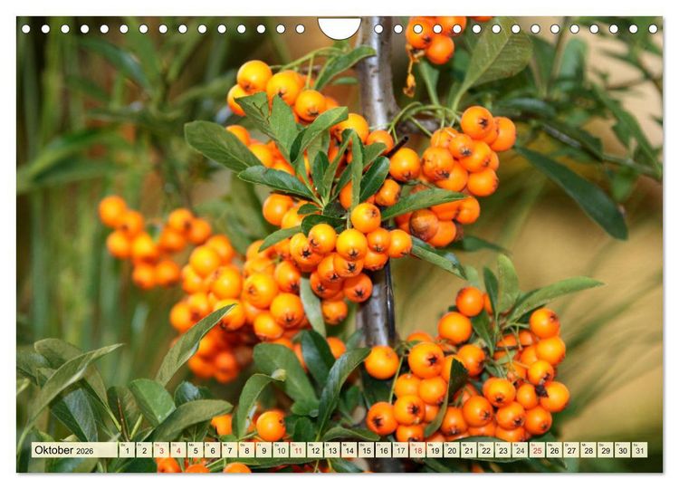 Produktbild: Essbare Wildfr&uuml;chte. Aromatische K&ouml;stlichkeiten aus der Natur (Wandkalender 2026 DIN A4 quer), CALVENDO Monatskalender