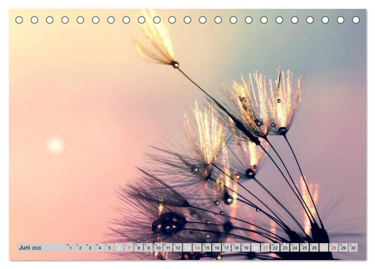 Produktbild: PusteblumenZauber (Tischkalender 2026 DIN A5 quer), CALVENDO Monatskalender