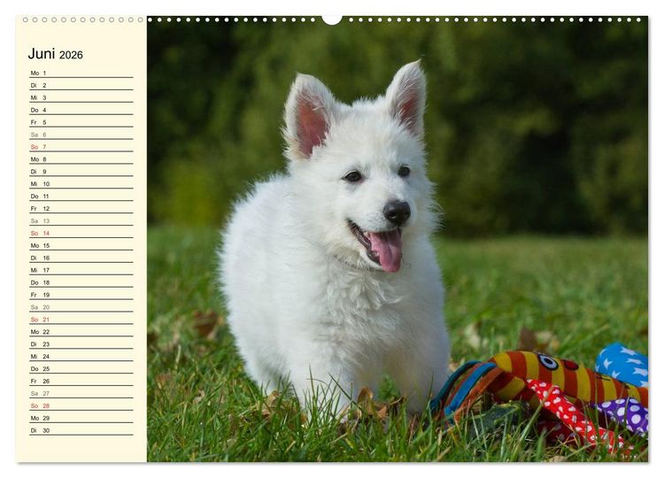 Produktbild: Wei&szlig;er Schweizer Sch&auml;ferhund - Ein Tag im Leben einer Hundefamilie (hochwertiger Premium Wandkalender 2026 DIN A2 quer), Kunstdruck in Hochglanz