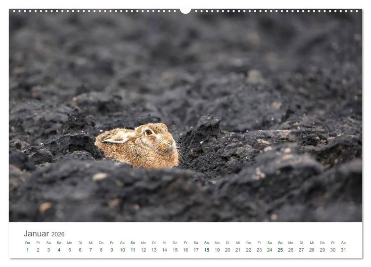 Produktbild: Feldhasen - dem Langohr auf der Spur (hochwertiger Premium Wandkalender 2026 DIN A2 quer), Kunstdruck in Hochglanz