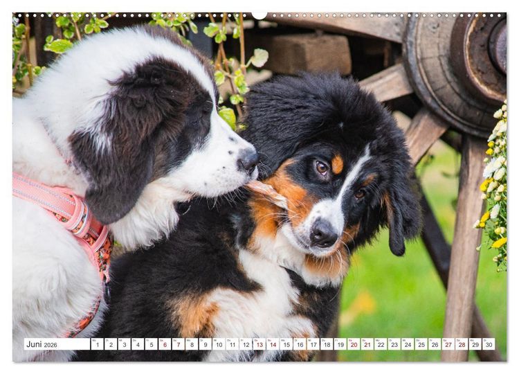 Produktbild: Unsere Freunde auf vier Pfoten - Hunde (hochwertiger Premium Wandkalender 2026 DIN A2 quer), Kunstdruck in Hochglanz