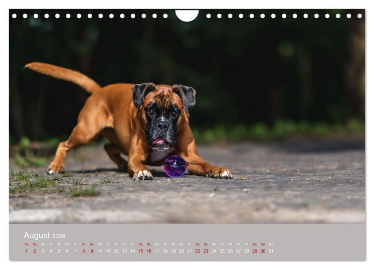 Produktbild: Fantastische Boxer - Sieger der Herzen (Wandkalender 2026 DIN A4 quer), CALVENDO Monatskalender