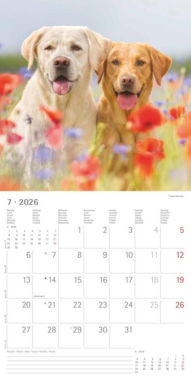 Produktbild: Labrador Retriever 2026 - Broschürenkalender 30x30 cm (30x60 geöffnet) - Kalende