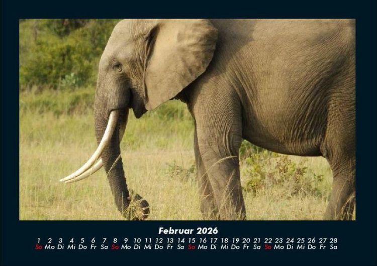 Produktbild: Elefanten Kalender 2026 Fotokalender DIN A4