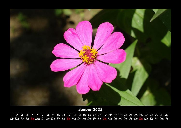 Produktbild: Blumentr&auml;ume 2025 Fotokalender DIN A3