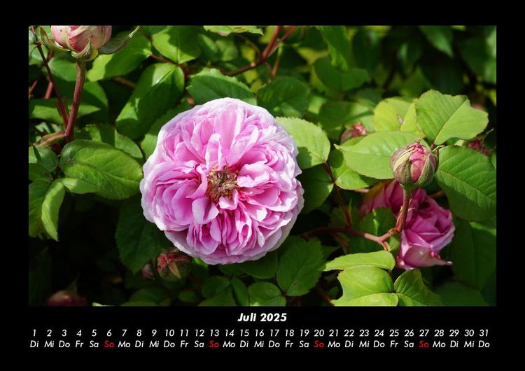 Produktbild: Blumenzauber 2025 Fotokalender DIN A3