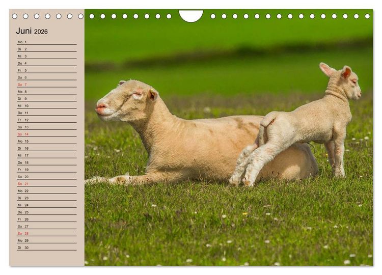 Produktbild: Schafe z&auml;hlen leicht gemacht! (Wandkalender 2026 DIN A4 quer), CALVENDO Monatskalender