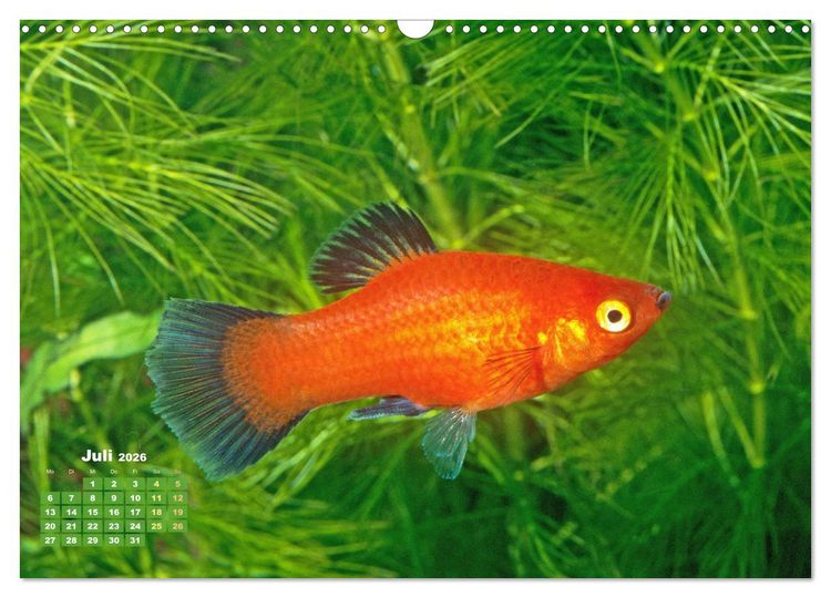 Produktbild: Glanz im Aquarium: S&uuml;&szlig;wasserfische (Wandkalender 2026 DIN A3 quer), CALVENDO Monatskalender