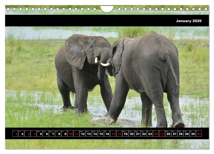 Produktbild: Elephants of Botswana (Wall Calendar 2026 DIN A4 landscape), CALVENDO 12 Month Wall Calendar