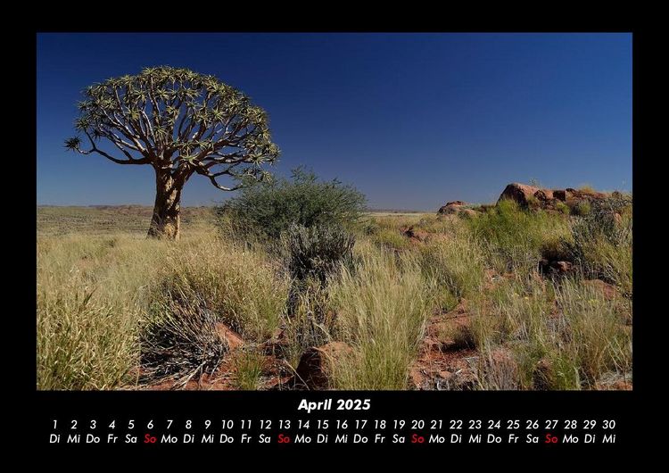 Produktbild: B&auml;ume 2025 Fotokalender DIN A3