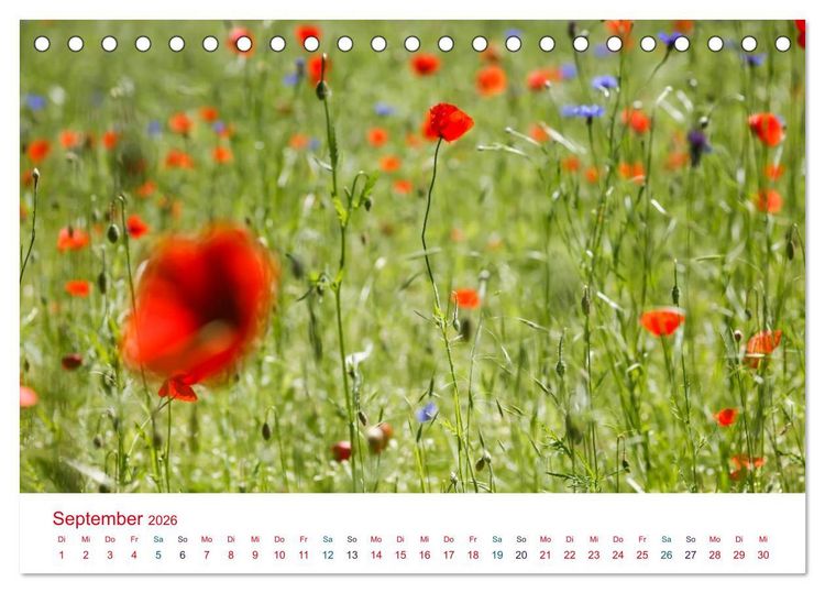 Produktbild: Mohnblumen (Tischkalender 2026 DIN A5 quer), CALVENDO Monatskalender
