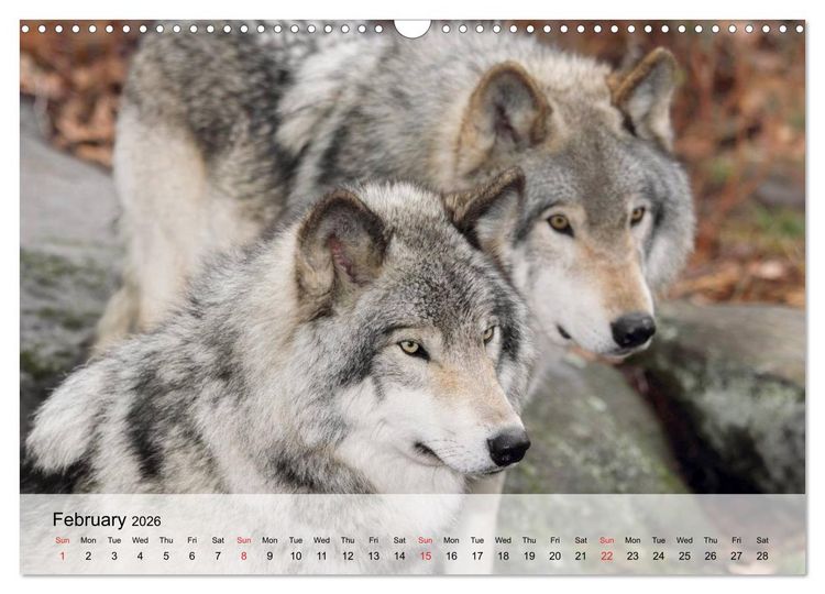 Produktbild: Canada Impressions (Wall Calendar 2026 DIN A3 landscape), CALVENDO 12 Month Wall Calendar