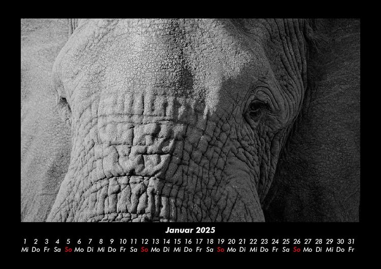 Produktbild: Elefanten - Die sanften Riesen Afrikas 2025 Fotokalender DIN A3