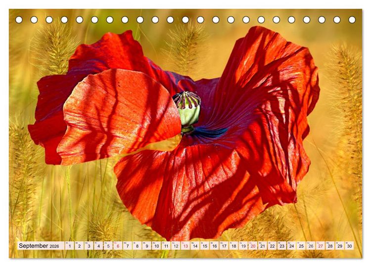 Produktbild: Mohnblumen. Leuchtender Liebreiz auf Wiesen und in G&auml;rten (Tischkalender 2026 DIN A5 quer), CALVENDO Monatskalender