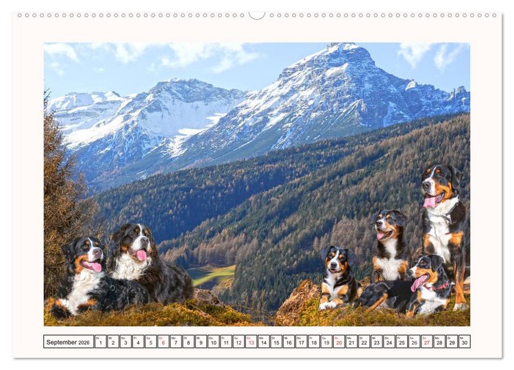 Produktbild: Berner Sennenhunde - Tr&auml;umereien (Wandkalender 2026 DIN A2 quer), CALVENDO Monatskalender