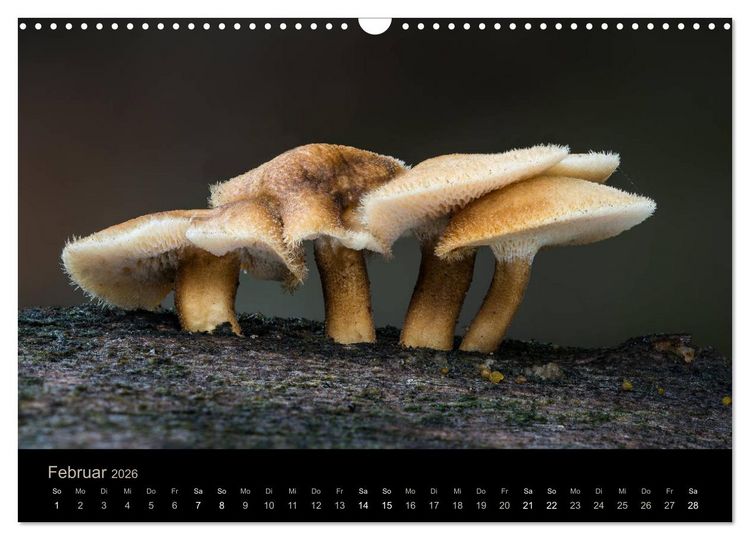 Produktbild: PILZE IM FOKUS 2026 (Wandkalender 2026 DIN A3 quer), CALVENDO Monatskalender