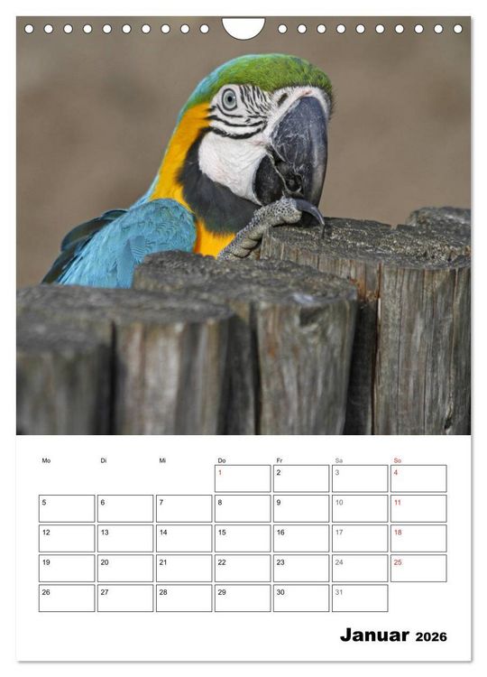 Produktbild: Papageien - Graupapagei, Rosella und Co. (Wandkalender 2026 DIN A4 hoch), CALVENDO Monatskalender
