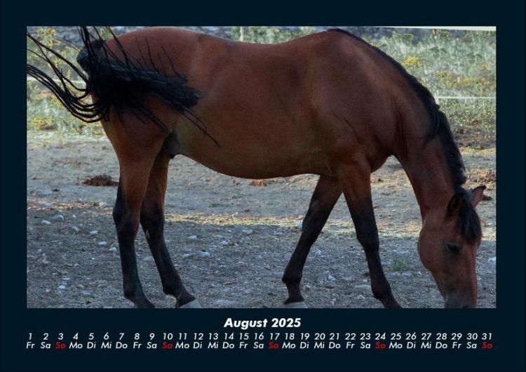 Produktbild: Pferde Kalender 2025 Fotokalender DIN A4