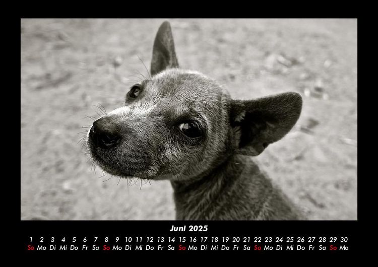 Produktbild: Welpen 2025 Fotokalender DIN A3