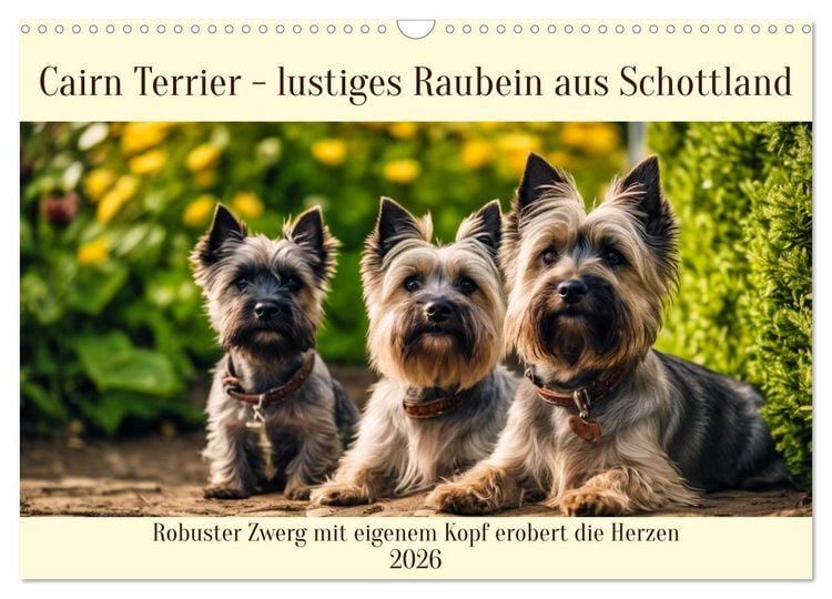 Produktbild: Cairn Terrier - lustiges Raubein aus Schottland (Wandkalender 2026 DIN A3 quer), CALVENDO Monatskalender