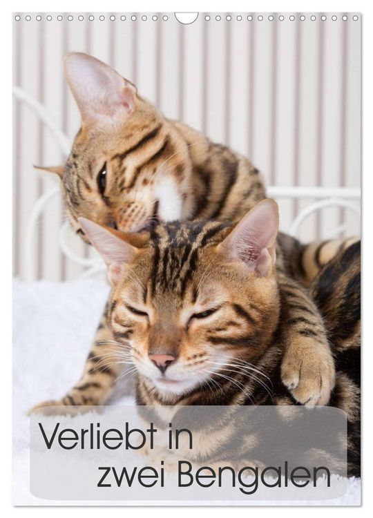 Produktbild: Verliebt in zwei Bengalen (Wandkalender 2026 DIN A3 hoch), CALVENDO Monatskalender