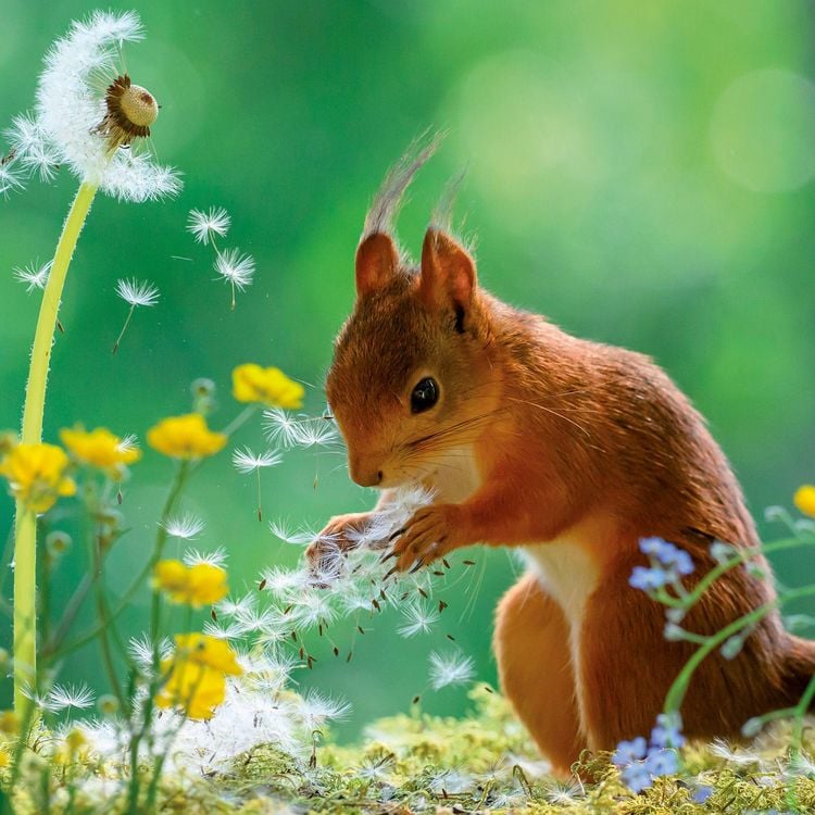 Produktbild: Eichh&ouml;rnchen / Squirrels 2027