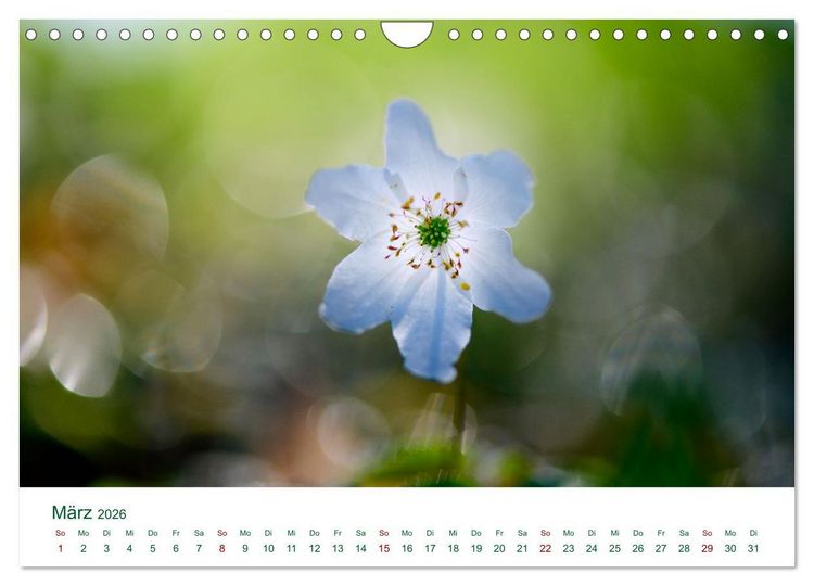 Produktbild: Auw&auml;lder bei Enns (Wandkalender 2026 DIN A4 quer), CALVENDO Monatskalender
