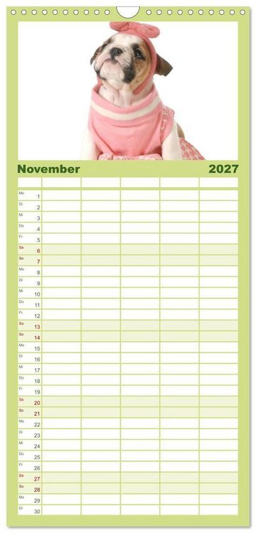 Produktbild: Familienplaner 2027 - English Bulldog XXL Models mit 5 Spalten (Wandkalender, 21 x 45 cm) CALVENDO