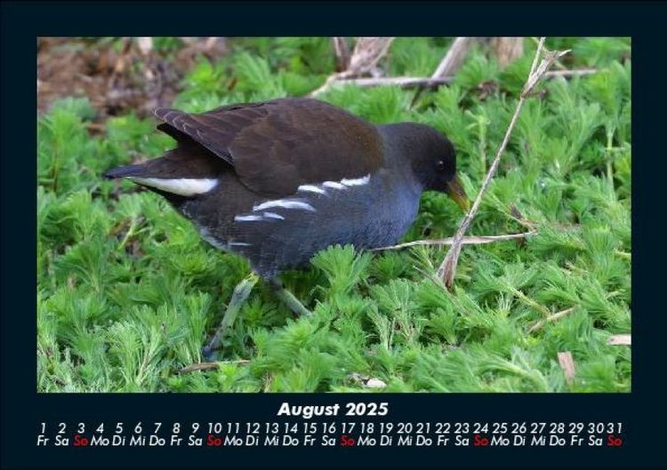 Produktbild: V&ouml;gel 2025 Fotokalender DIN A5
